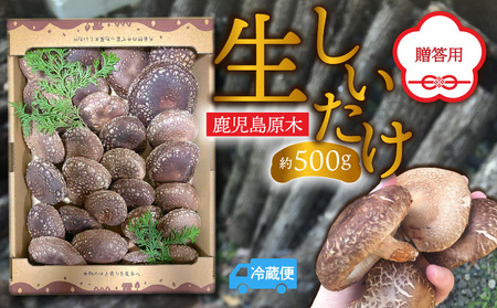鹿児島 原木 生 しいたけ 約 500g
