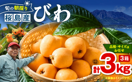 旬の朝採り！ 鹿児島 桜島産びわ 3箱（秀品） K343-001_03 果物 フルーツ