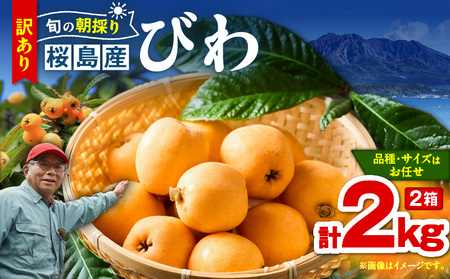 旬の朝採り! 鹿児島 桜島産びわ 2箱(訳あり品) K343-002_02 果物 フルーツ