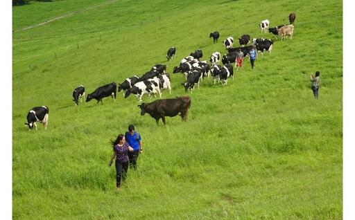 [3名様] 北海道十勝 牧場暮らし・チーズ造り 体験ツアー[足寄町][株式会社クナウパブリッシング][BEAY011]