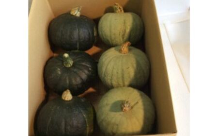 かぼちゃ 約12kg(ダークホース・とっておき) かぼちゃ かぼちゃ かぼちゃ かぼちゃ かぼちゃ[BEAC004]