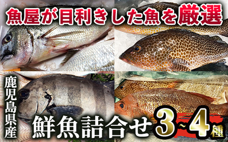 2530 鹿児島県産鮮魚詰合せセット(3〜4尾)