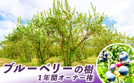 鹿児島県鹿屋市 ブルーベリーの樹1年間オーナー権(50本限定) 2855