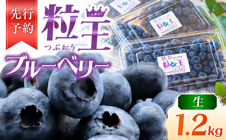 [先行予約]1217-1 粒王 生 ブルーベリー 1.2kg( 400g × 3P ) KN030-002-01 果物 フルーツ 和田農園 農薬不使用 手摘み 安心安全 生ブルーベリー 先行予約 先行受付 先行 予約 観光農園ワダ ふるさと納税 鹿児島 鹿屋市 おすすめ ランキング プレゼント ギフト