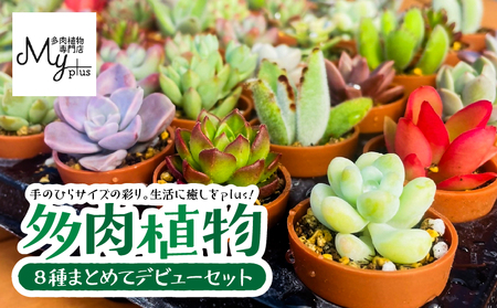 多肉植物 デビューセット KN169-001 植物 インテリア グリーン 癒し 初心者 セット 育成 緑の癒し MYplus ふるさと納税 鹿児島 鹿屋市 おすすめ ランキング プレゼント ギフト