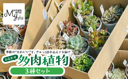 おまかせ 多肉植物 アソート [ 3種 ] KN169-002-01 植物 インテリア MYplus ふるさと納税 鹿児島 鹿屋市 おすすめ ランキング プレゼント ギフト