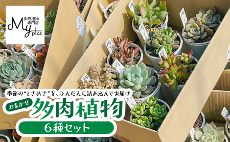 おまかせ 多肉植物 アソート [ 6種 ] KN169-002-02 植物 インテリア MYplus ふるさと納税 鹿児島 鹿屋市 おすすめ ランキング プレゼント ギフト