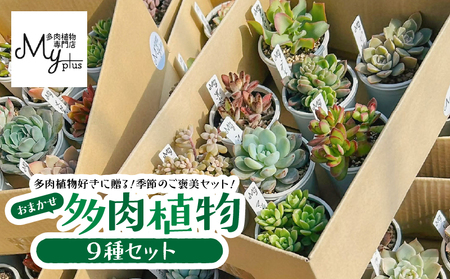 おまかせ 多肉植物 アソート[ 9種 ] KN169-002-03 植物 インテリア MYplus ふるさと納税 鹿児島 鹿屋市 おすすめ ランキング プレゼント ギフト
