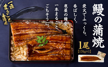 クラウドファンディングで応援! 鰻の蒲焼 170g×1尾 KN026-020 うなぎ ウナギ 鰻 まがりうなぎ 規格外 蒲焼 クラウドファンディング 魚 ふるさと納税3.0 オキス ふるさと納税 鹿児島 鹿屋市 おすすめ ランキング プレゼント ギフト