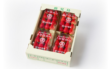 2888-1 K-GAP取得 鹿児島県 かのや産 いちご さがほのか （300g×4パック） KN114-001-01 イチゴ 苺 果物 フルーツ