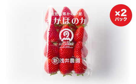 2887 K-GAP取得 鹿児島県 かのや産 いちご さがほのか (300g×2パック) KN114-001-02 イチゴ 苺 果物 フルーツ