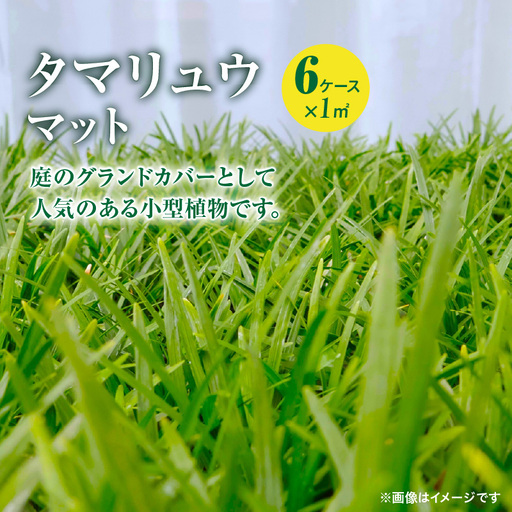 [10月から5月に発送] タマリュウマット KN177-002 庭 芝生
