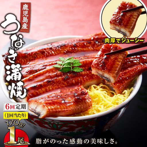 【 全6回 定期便 】 鹿児島産 うなぎ 蒲焼 170g×1尾 清らかな 地下水 育ち！ KN021-T28 ウナギ 鰻 冷凍