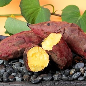本場鹿児島さつまいも [マロンスイート]10kg 2025年10月上旬から発送A8-11_野菜 さつまいも いも サツマイモ 薩摩芋_[配送不可地域:離島]