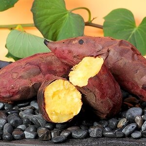 {ꎭ܂y}XC[gz6kg@2025N10{蔭A3-59_ ܂  Tc}C F_yzsnFzy1167095z