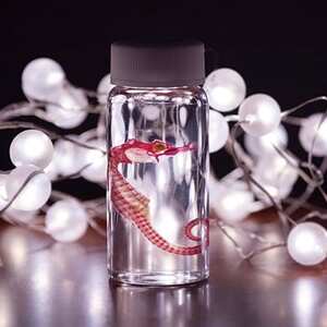 透明骨格標本 [タツノオトシゴ] C0-38[配送不可地域:離島]