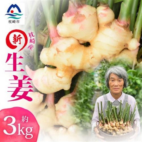 [先行受付]枕崎産 新生姜 約3kg(国産・農家直送)[2026年9月上旬より順次発送] A3-38[配送不可地域:離島]