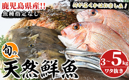 旬の天然鮮魚BOX(3〜5kg) 国産 刺身 魚貝 魚介 鮮魚 海産物 天然物 煮つけ 焼き魚[さるがく水産]a-20-29