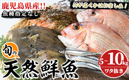 旬の天然鮮魚BOX(5～10kg) 国産 刺身 魚貝 魚介 鮮魚 海産物 天然物 煮つけ 焼き魚【さるがく水産】akn028-29