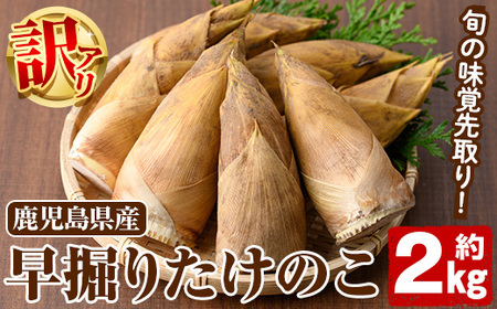 [先行予約受付中!2024年11月以降順次発送予定]訳あり!鹿児島県産 早掘りたけのこ(約2kg) 国産 野菜 たけのこ タケノコ 筍 旬 煮物 水煮 天ぷら つくだ煮[松永青果]a-24-44