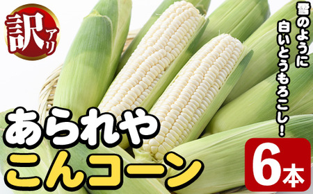 訳あり!白いとうもろこし「あられやこんコーン」(6本) 国産 トウモロコシ 玉蜀黍 ホワイト コーン 野菜 糖度 夏 イネ科 数量限定 期間限定 訳アリ 旬 [うとさんち]akn067-14