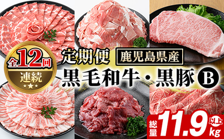 [定期便・全12回(連続)]鹿児島県産 黒毛和牛・黒豚定期便 B (総量約11.9kg以上) 国産 鹿児島県産 黒豚 しゃぶしゃぶ 肩 ロース スライス 訳あり 切り落とし 黒毛和牛 サーロイン ステーキ バラ カタ ウデ 小分け セット [スターゼン]akn042-36