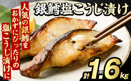 LЂ(v1.6kg)  ^  ܂ y Ћ Ђ Ђ s[g  CY Ⓚ Hi H M yO[ot[Yzakn061-16