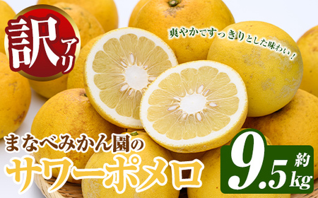 訳あり!まなべみかん園のサワーポメロ (約9.5kg) 国産 鹿児島県産 阿久根市産 柑橘類 みかん ミカン 蜜柑 果物 フルーツ サワーポメロ 期間限定 数量限定 デザート 訳アリ [有限会社まなべみかん園]akn034-08
