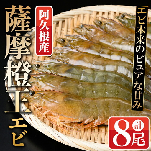 薩摩橙王エビ(4尾入×2パック) 国産 鹿児島県産 阿久根市産 えび 海老 魚貝類 魚介類 海産物 養殖 冷凍 期間限定 数量限定 焼き海老 焼きエビ バナメイエビ シロアシエビ 生食可 [リージョナルフィッシュ株式会社]akn105-01