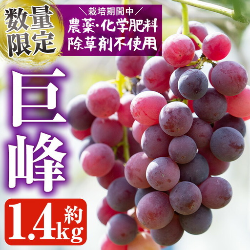 [先行予約受付中!2026年8月中旬以降順次発送予定]鹿児島県産 巨峰(約1.4kg・3〜4房) 国産 ぶどう ブドウ 葡萄 果物 フルーツ セット 期間限定 数量限定[落合ぶどう園]akn025-01