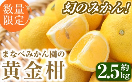 [先行予約受付中!2026年2月上旬以降順次発送予定]まなべみかん園の黄金柑(約2.5kg) 国産 鹿児島県産 阿久根市産 柑橘類 果物 フルーツ みかん ミカン 蜜柑 期間限定 数量限定 贈答用 ギフト プレゼント デザート [有限会社まなべ園]a-14-3-z