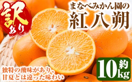 [先行予約受付中!2026年2月上旬以降順次発送予定]訳あり!まなべみかん園の紅八朔(約10kg) 国産 鹿児島県産 阿久根市産 柑橘類 みかん 蜜柑 果物 ミカン デザート フルーツ 数量限定 期間限定 ご自宅用 ご家庭用[有限会社まなべ園]a-14-71-z