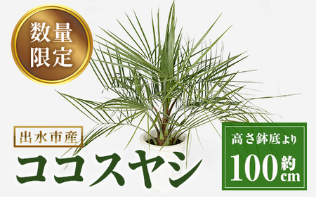 i906 [毎月数量限定]ココスヤシ(鉢底より高さ約100cm) [kurk PLANT LEATHER]