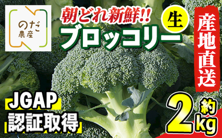 i994 ≪先行予約受付中！2024年12月上旬～3月下旬の間に発送予定≫ ブロッコリー 約2kg (M～L玉) 鹿児島 出水 国産 生 野菜 ブロッコリー 朝どれ 新鮮 産地直送 JGAP認証 安心安全 【のだ農産】