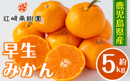 i1069-A ＜先行予約受付中！2025年12月の間に発送予定＞ ＜数量・期間限定＞鹿児島みかん 早生系 (約5kg) みかん 蜜柑 ミカン 柑橘 早生 果物 フルーツ 果実 国産 鹿児島 数量限定 期間限定 【江崎果樹園】