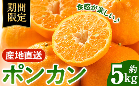 i987 ��2026�N1�����{�ȍ~���������\�聄�|���J��(��5kg) �݂��� �|���J�� �ۂ񂩂� ���k �ʕ� �������� �t���[�c �{ �~�J�� �I�����W ���ʌ��� ���Ԍ��� �y�A�[�X�e�N�m�z