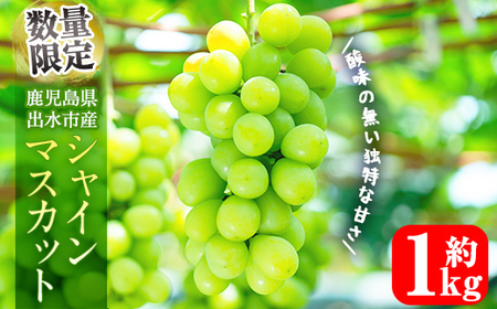 i1014 ≪数量・期間限定≫シャインマスカット(計約1kg) 国産 鹿児島 出水市 ぶどう ブドウ 果物 くだもの フルーツ シャインマスカット 葡萄 旬 種なし 旬 歯ごたえ 冷蔵 [山門ぶどう園]