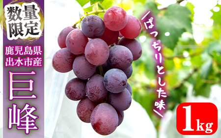i1169 ≪数量・期間限定≫巨峰 (計約1kg) ぶどう 果物 くだもの 巨峰 葡萄 旬 歯ごたえ 冷蔵 フルーツ 鹿児島県産 出水市 [山門ぶどう園]