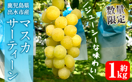 i1115-A ᐔʁEԌ }XJT[eB[ (v1kg) Y  os Ԃǂ uhE ʕ  t[c }XJET[eB[ }XJbg  { Ȃ {  ① yR