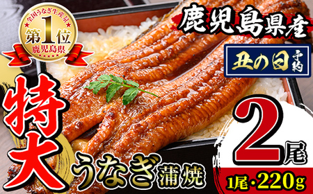 i1078-A-us [2026年丑の日までに配送]＼特大サイズ/鹿児島県産 うなぎ蒲焼 2尾(約220g×2・計約440g) たれ 山椒付きうなぎ 鰻 ウナギ 特大 特大サイズ 220g 蒲焼き 国産 鹿児島県産 焼きたて 生産量日本一 真空パック おかず 晩御飯 特別な日 土用の丑の日 [薩摩川内鰻]