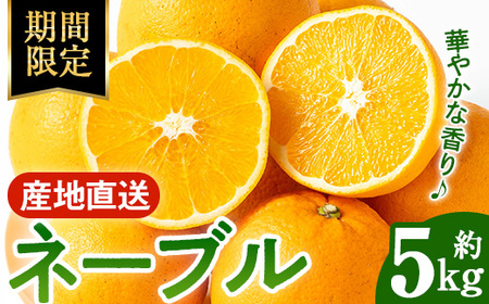 i988 [2026年1月下旬以降順次発送予定]ネーブル (5kg) 訳あり 数量限定 柑橘 果物 くだもの フルーツ 旬 ネーブル ミカン オレンジ [アーステクノ]