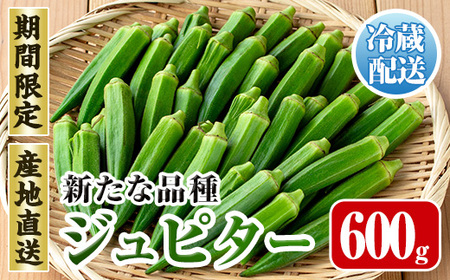 先行予約 2026年7月下旬〜10月下旬の間に発送予定 いずみ産 オクラ 新たな品種・ジュピター 600g [イーサイドライン] i1216-A