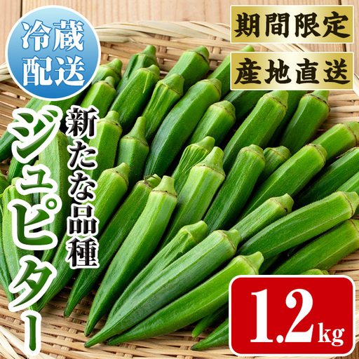 いずみ産 オクラ 新たな品種・ジュピター 1.2kg 【イーサイドライン】 i1216-B
