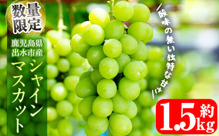 i214 ᐔʁEԌ VC}XJbg (v1.5kg) Y  os Ԃǂ uhE ʕ  t[c VC}XJbg  { Ȃ  ① yRԂǂz