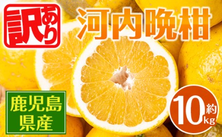 i604 [2026年4月下旬〜5月下旬の間に発送予定][訳あり]河内晩柑 (約10kg) 鹿児島 国産 柑橘 果物 果実 フルーツ 蜜柑 みかん [江崎果樹園]