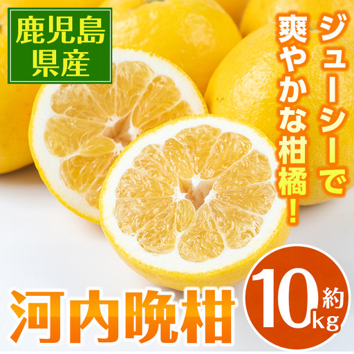 【先行予約】 河内晩柑 10kg 河内晩柑 【江崎果樹園】 i798