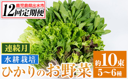 i850 [定期便・計12回(連続月)]ひかりのお野菜(約10束・5〜6種) 国産 野菜 やさい 葉物 旬 ほうれん草 水菜 チンゲン菜 小松菜 リーフレタス ルッコラ 水耕栽培 ミックスリーフ 山東白菜 何が届くかはお楽しみ[ひかりの郷]