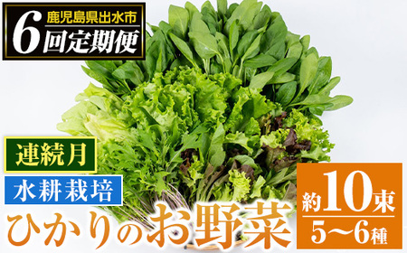 i678-B [定期便・計6回(連続月)]ひかりのお野菜(約10束・5〜6種) 野菜 やさい 葉物 旬 定期便 ほうれん草 水菜 チンゲン菜 小松菜 リーフレタス ルッコラ 水耕栽培 ミックスリーフ 山東白菜 何が届くかはお楽しみ[ひかりの郷]