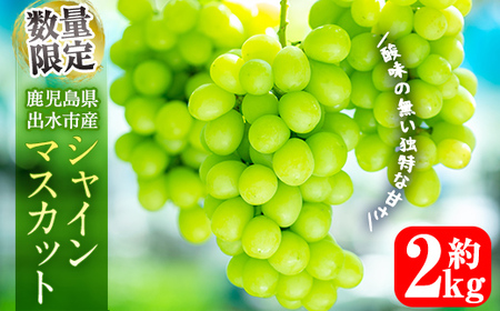 i860 ᐔʁEԌVC}XJbg(2kg) Y  os Ԃǂ uhE ʕ  t[c VC}XJbg  { Ȃ {  ① yRԂǂz
