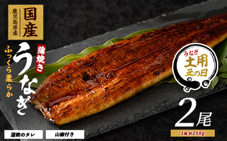 [丑の日に合わせてお届け!][鹿児島県産]うなぎ蒲焼じっくり焼き約250g×2尾 木目化粧箱入り(大新/020-1107u) [2025年7月9日〜7月19日お届け]うなぎ 国産 鹿児島 蒲焼 丑の日 丑 土用丑の日